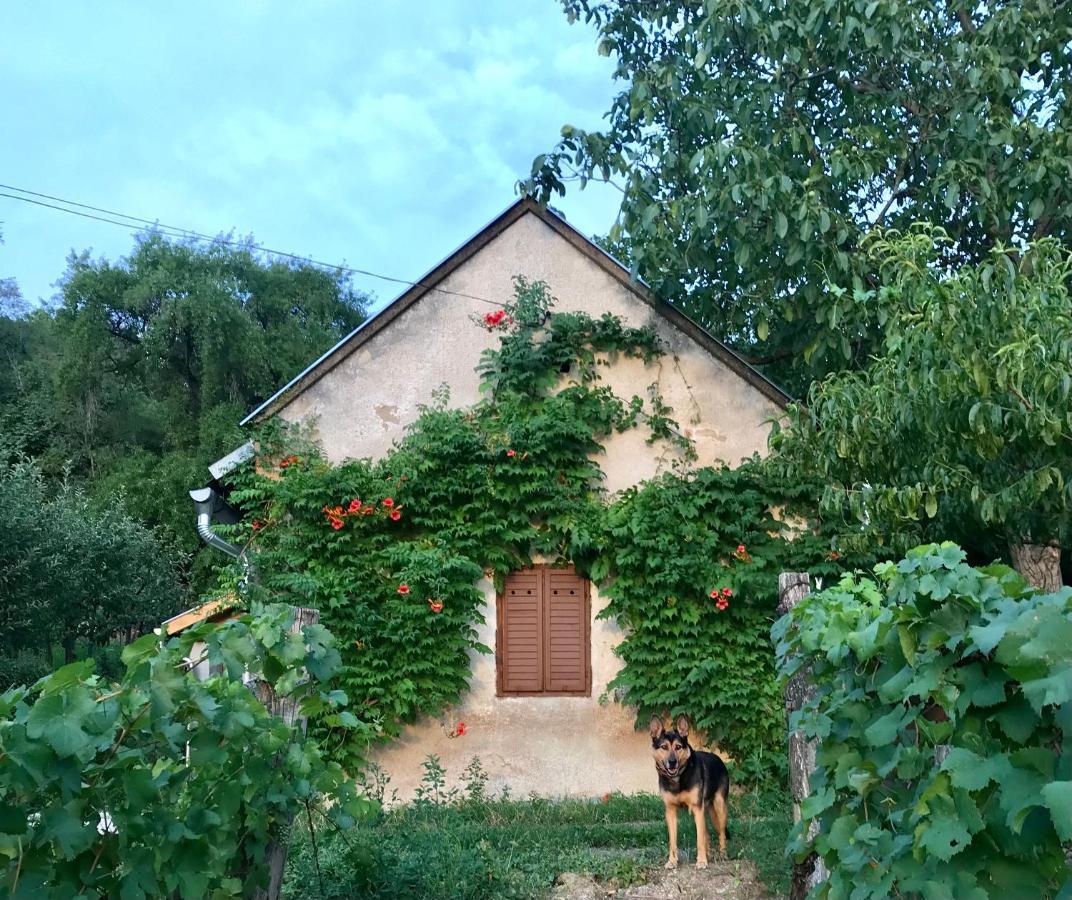 Kofal Pince Raposka Esterno foto